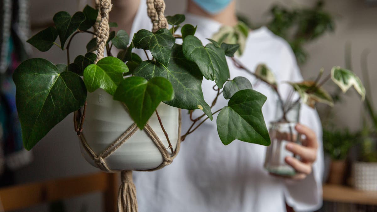 Should you play music to your plants? It turns out there may be benefits