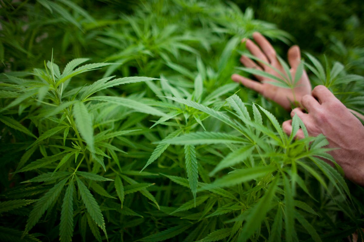 US cannabis sellers stash cash as banks refuse to help - Vimarsana News