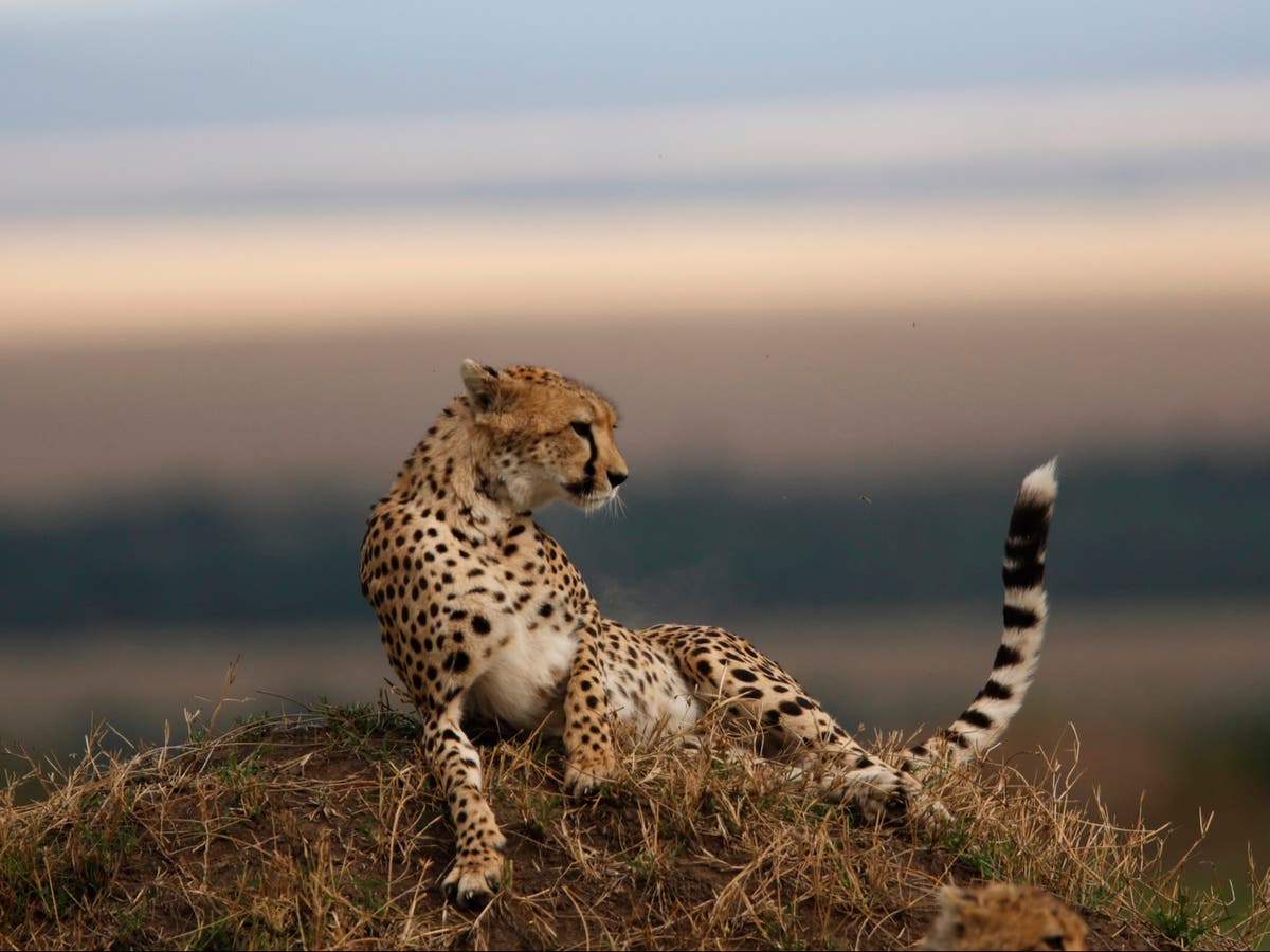 Cheetah Cheetahs: On
