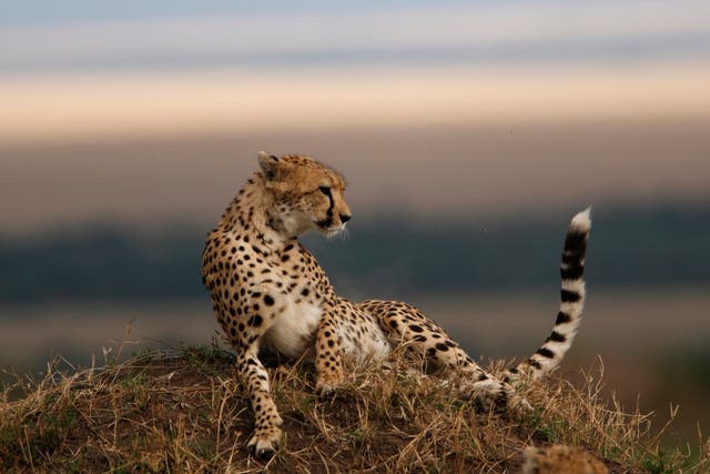 African cheetahs will be reintroduced after Asian cheetah was hunted to near extinction in 20th century