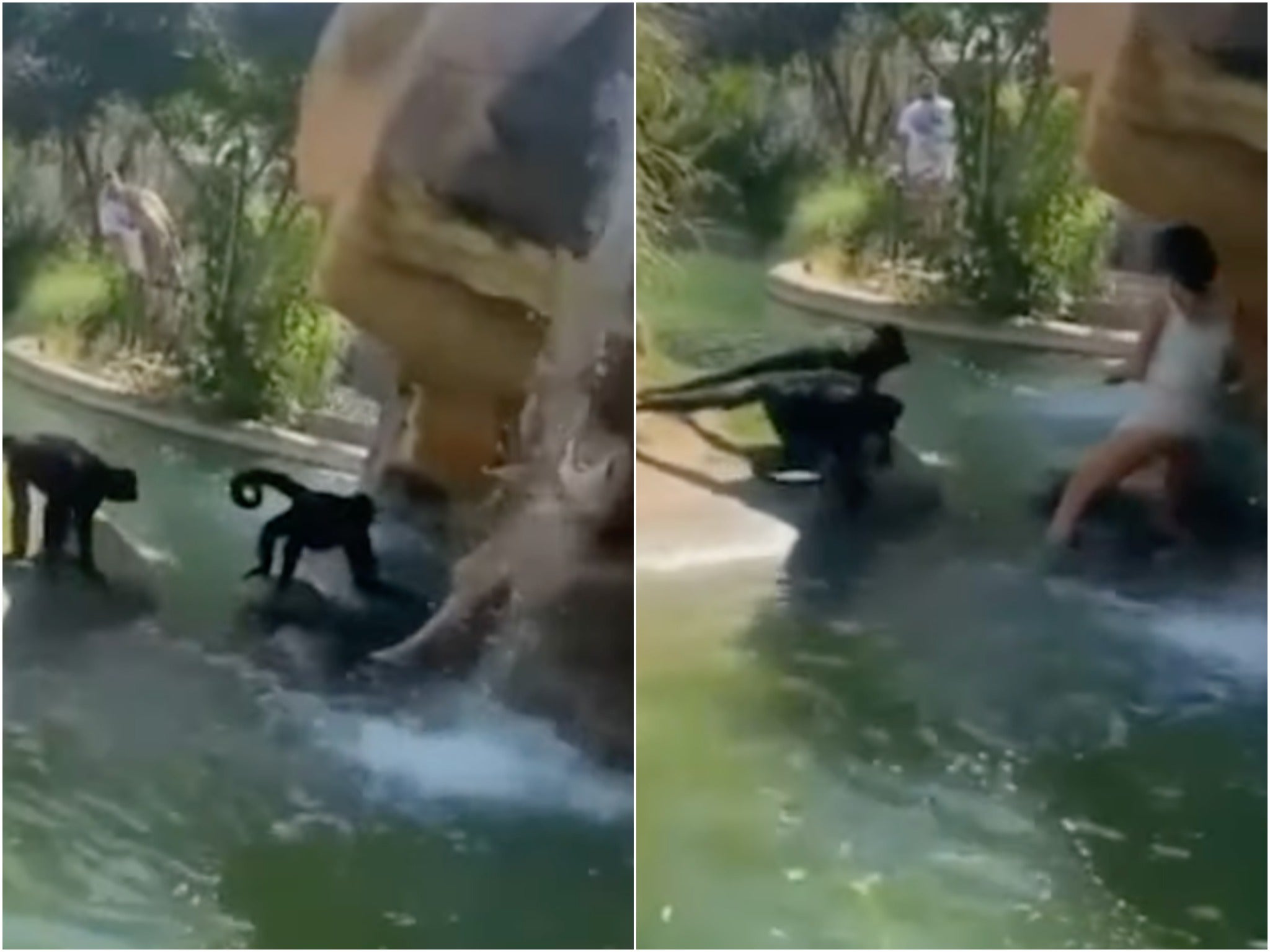 Una mujer se subió a un recinto de monos araña en el zoológico de El Paso y el director del zoológico la tachó de "estúpida y afortunada".