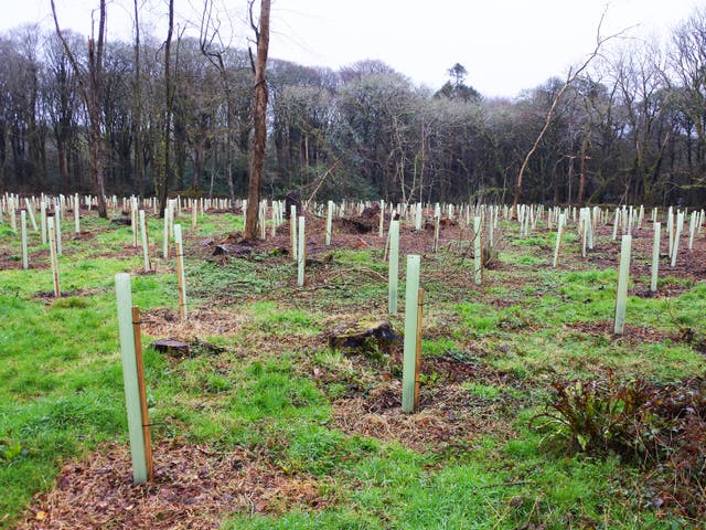Tree planting techniques will be studied alongside other methods of removing greenhouse gases from the atmosphere