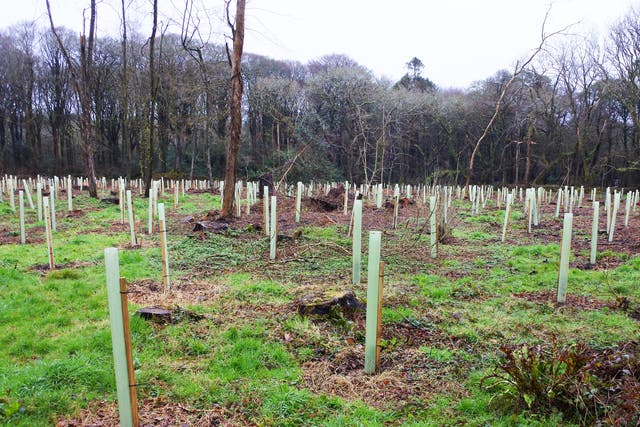 Tree planting techniques will be studied alongside other methods of removing greenhouse gases from the atmosphere