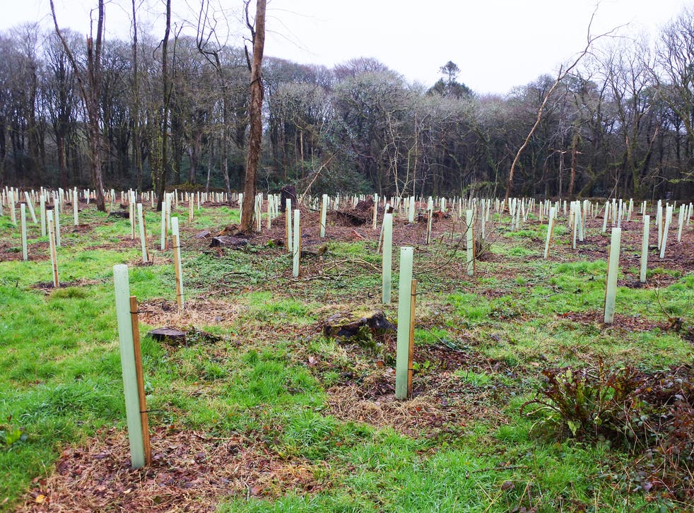 Tree planting techniques will be studied alongside other methods of removing greenhouse gases from the atmosphere