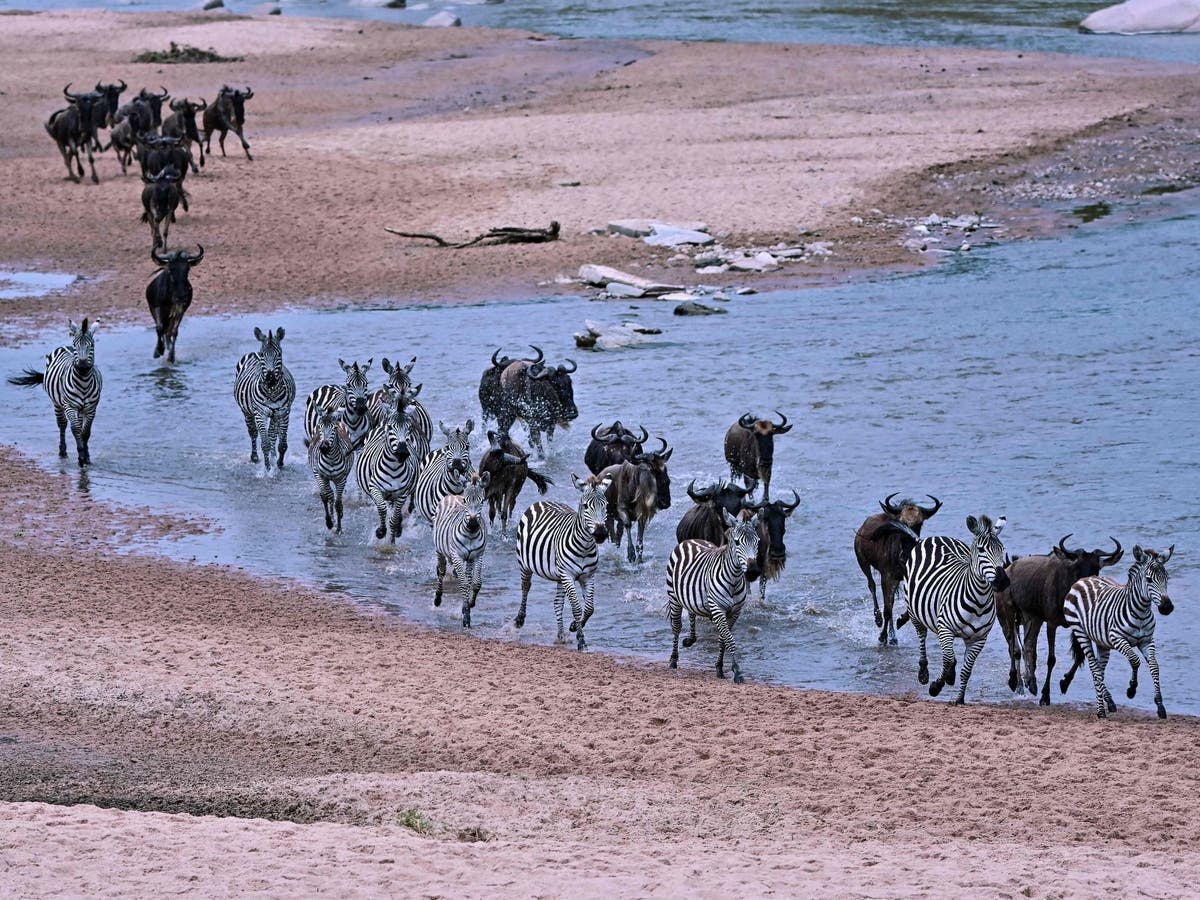 Какие животные мигрируют. Великая миграция животных в Африке. Великая миграция в Кении. Великая миграция животных в Танзании.