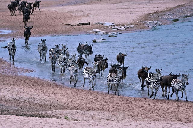 Wildebeests and zebras run across a sandy riverbed of the Sand River as they arrive into Kenya's Maasai Mara National Reserve