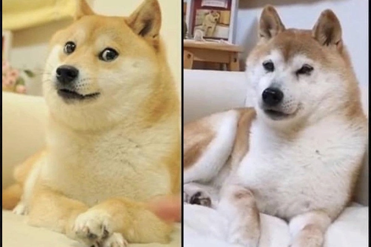 doge 