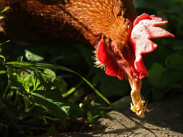 Lucy, a domesticated golden buff chicken eats a newly molted periodical cicada in the front yard of her owner Mark Verschell's home on May 20, 2021 in Takoma Park, Maryland. 