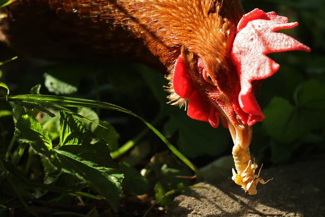Lucy, a domesticated golden buff chicken eats a newly molted periodical cicada in the front yard of her owner Mark Verschell's home on May 20, 2021 in Takoma Park, Maryland. 