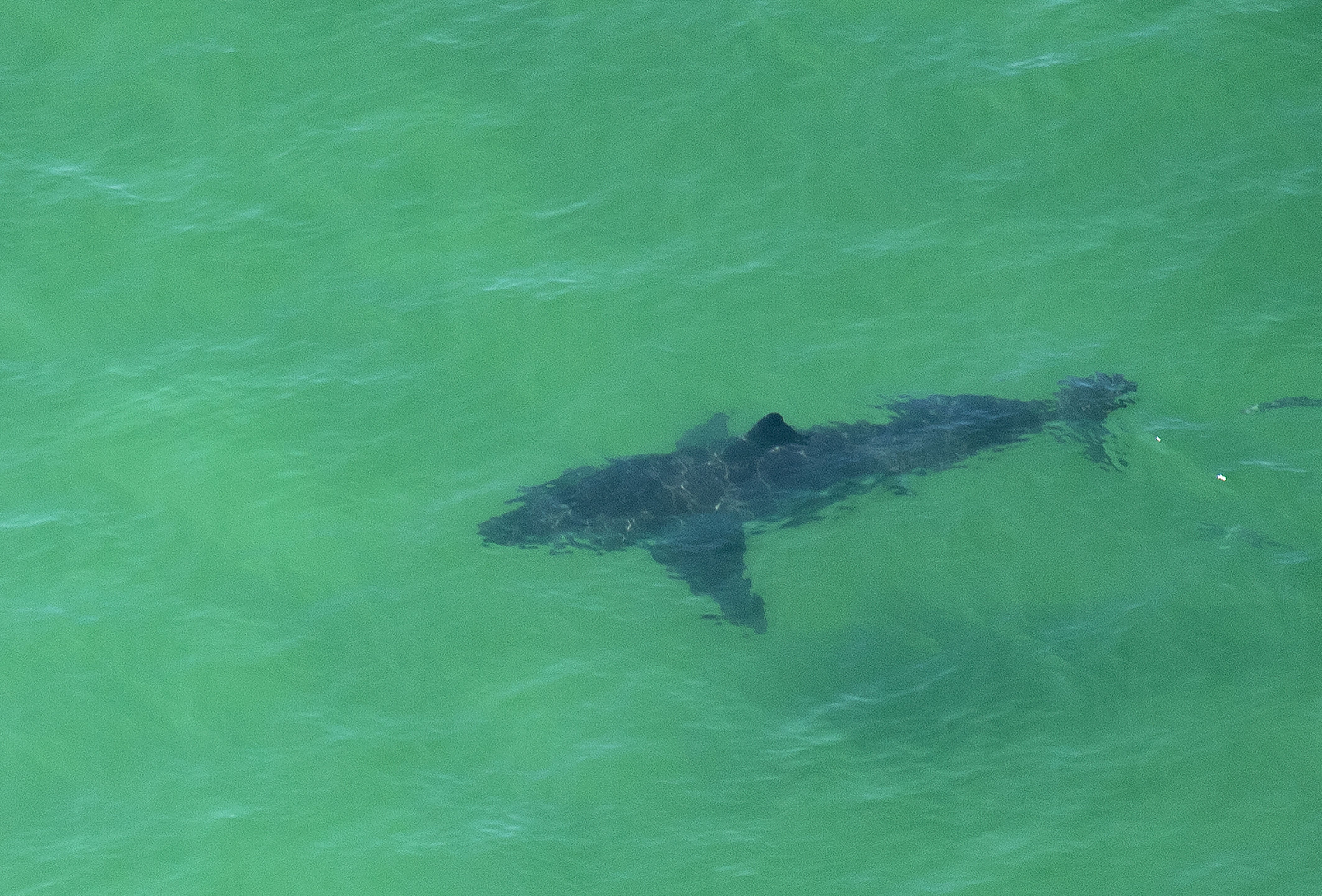 Reasearchers find the great white shark population has increased off the coast of California