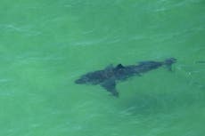 Great white shark population off coast of California increased by as much as 35%, study finds