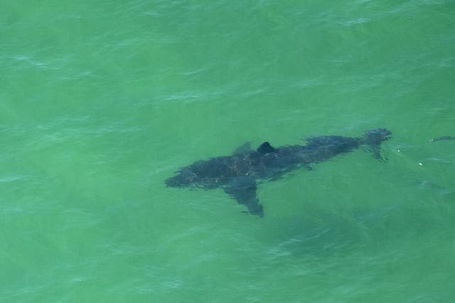 <p>Reasearchers find the great white shark population has increased off the coast of California </p>