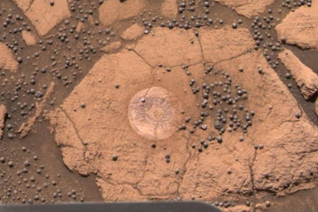 <p>Mushroom life on Mars may be too good to be true</p>