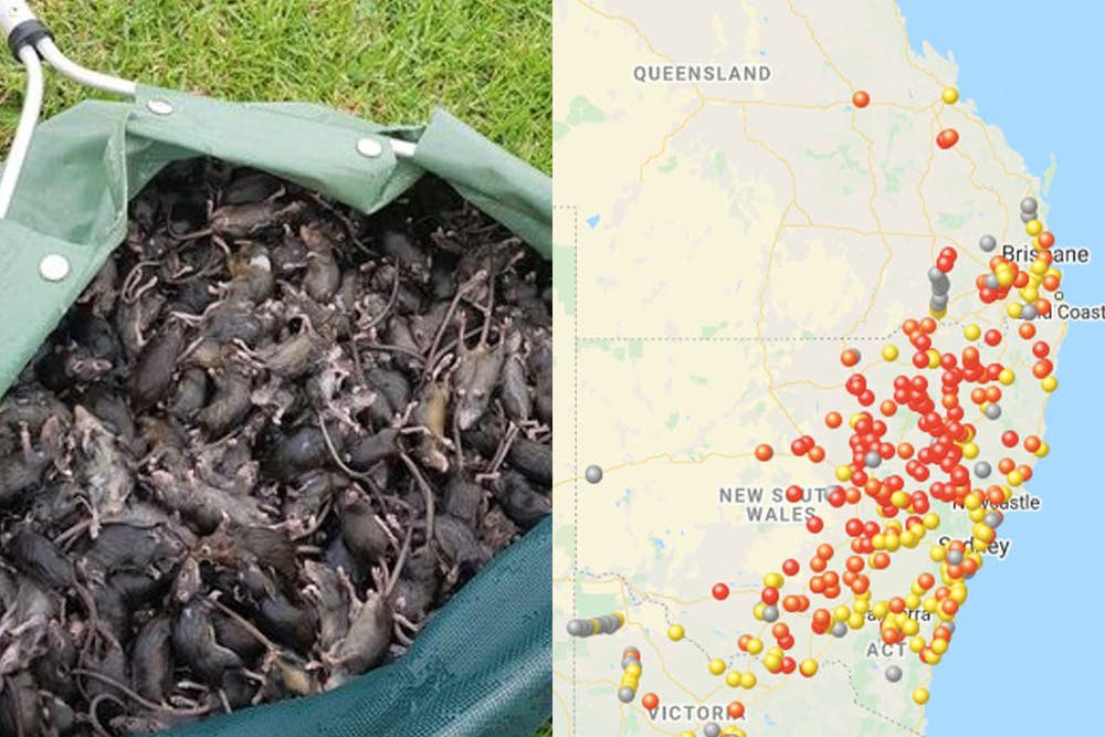 Mouse Distrobution Map Map shows extent of Australia mouse plague | The Independent