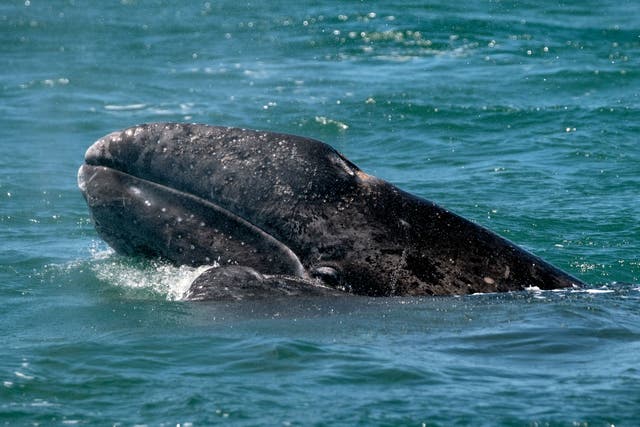 Una ballena gris fue encontrada muerta en una playa de California el viernes, con lo que el total de este año asciende a 13. Las ballenas grises, que se muestran aquí en una fotografía de archivo March, migran miles de millas desde Alaska a la laguna de reproducción de la península de Baja California March, migran miles de millas