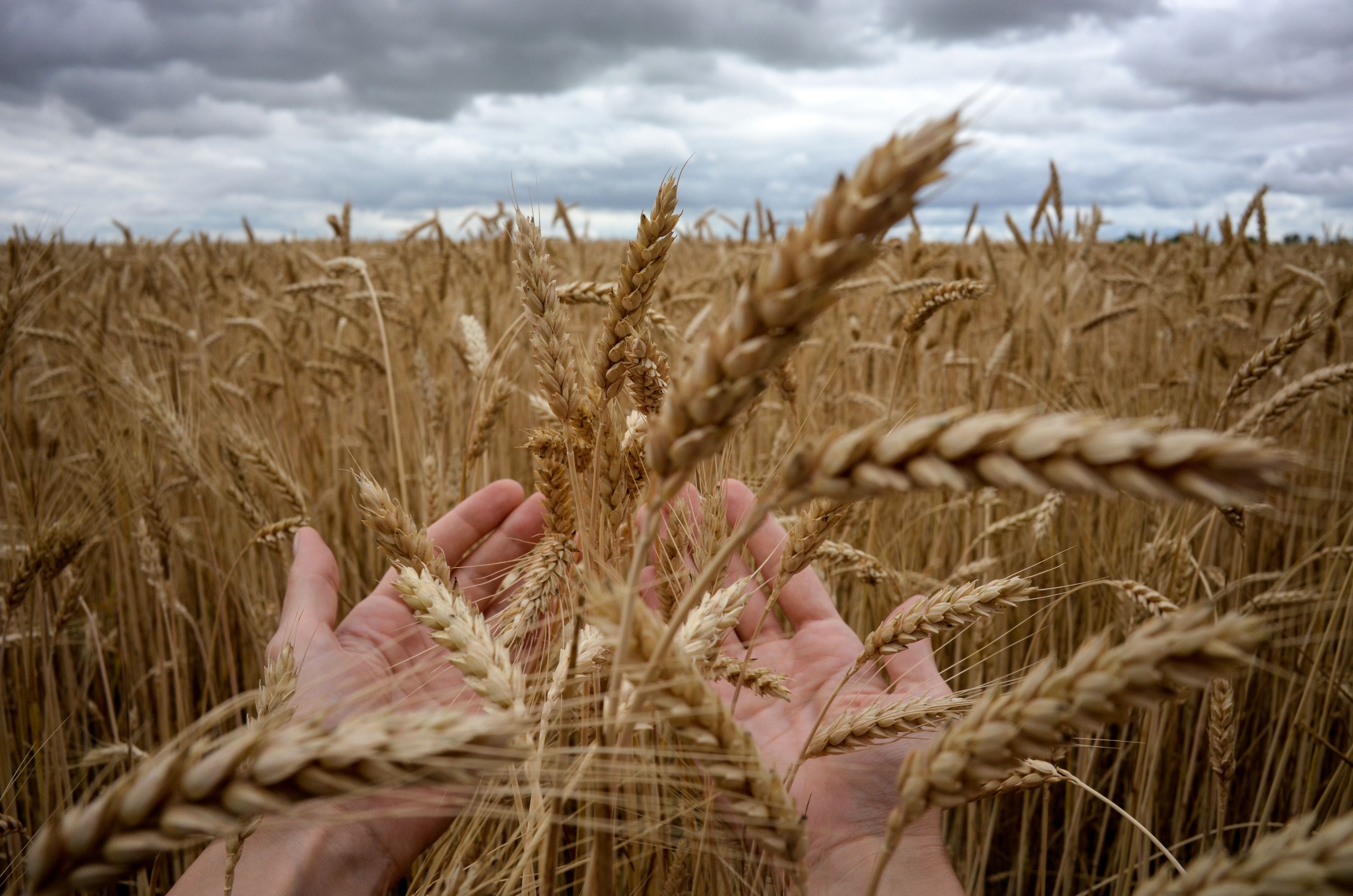 Russia could sustain 20 per cent of the world’s wheat market if it could develop its infrastructure