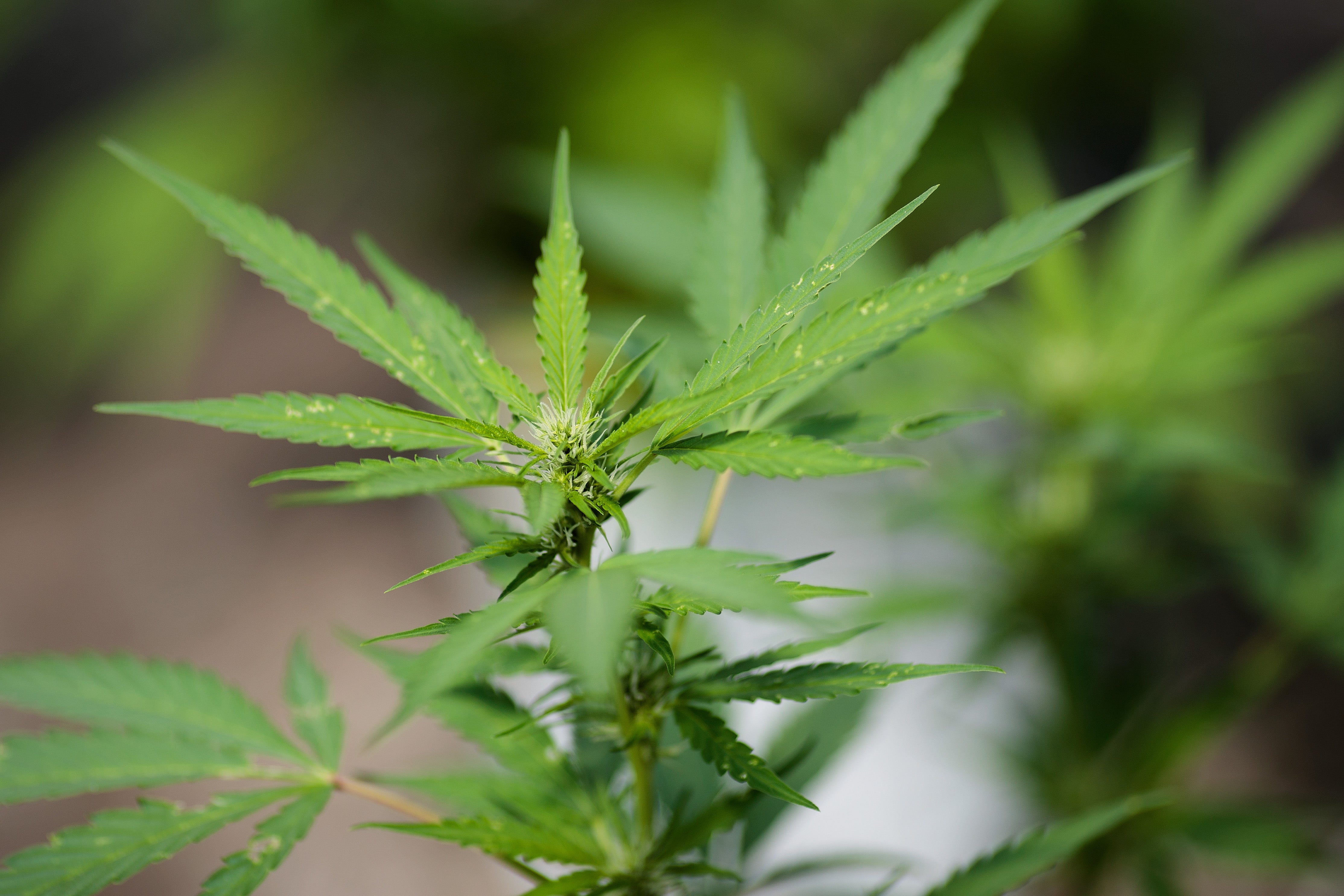 A new report has claimed that US states that legalised recreational use of cannabis raised billions in tax revenue. Pictured cannabis plants grow in the greenhouse at Vireo Health’s medical marijuana cultivation facility, August 19, 2016 in Johnstown, New York. The state legalised recreational use in March 2021