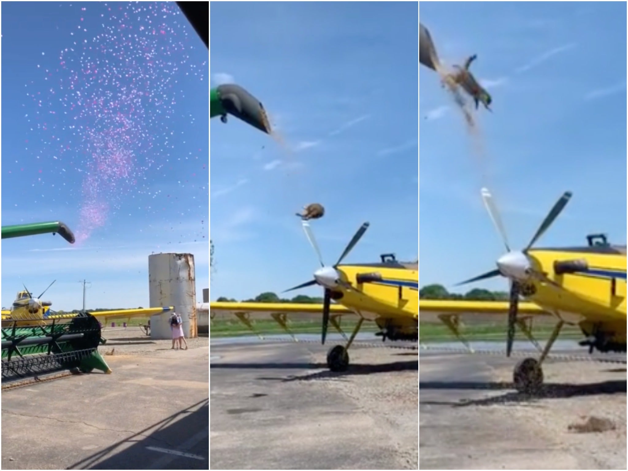 Two racoons came flying out of a combine harvester during a gender reveal party. 