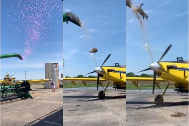 Two racoons came flying out of a combine harvester during a gender reveal party. 