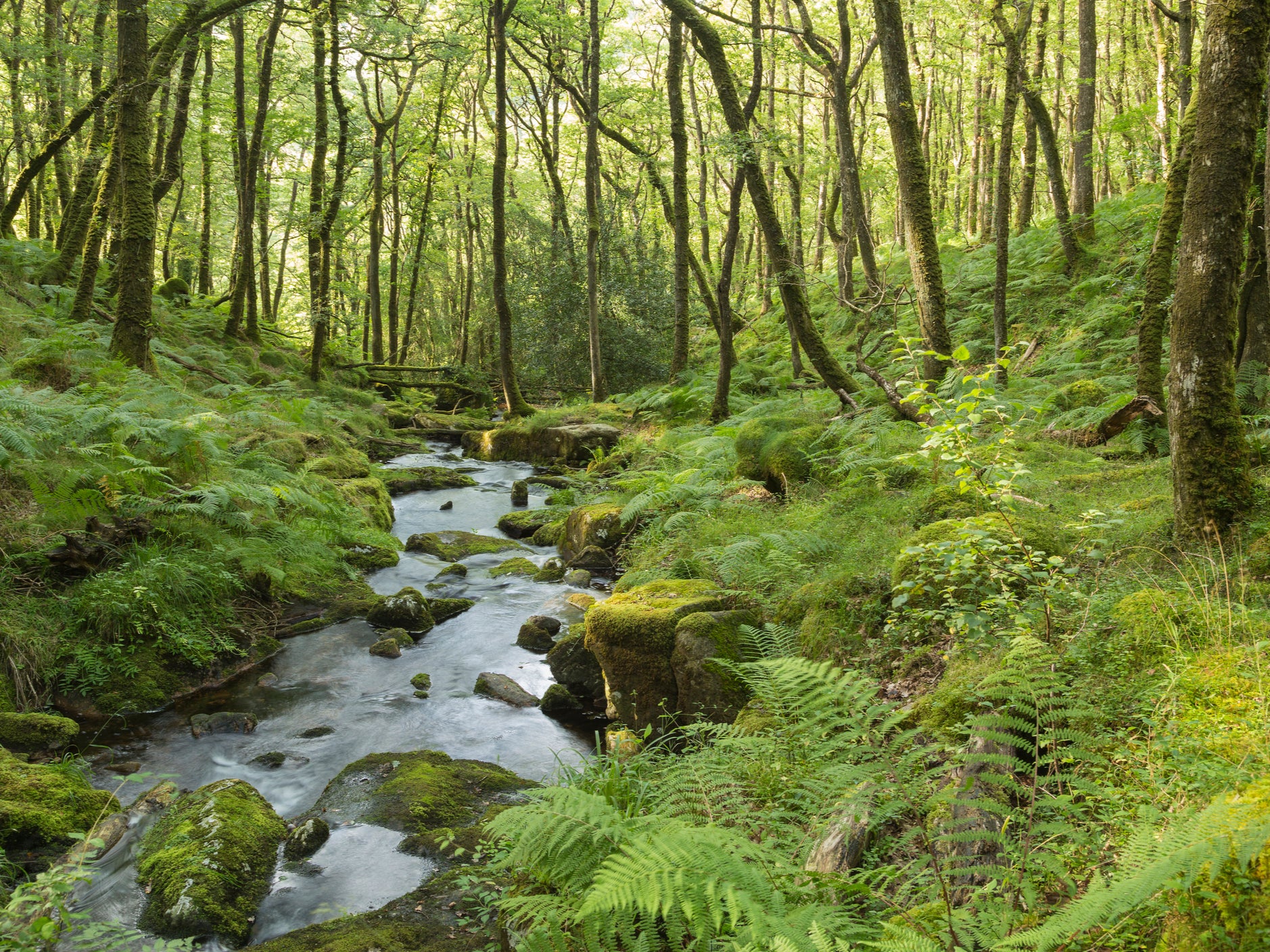 Forest in Dartmoor National Park, Devon. Just seven per cent of the UK’s forests are in good ecological shape, according to a recent report