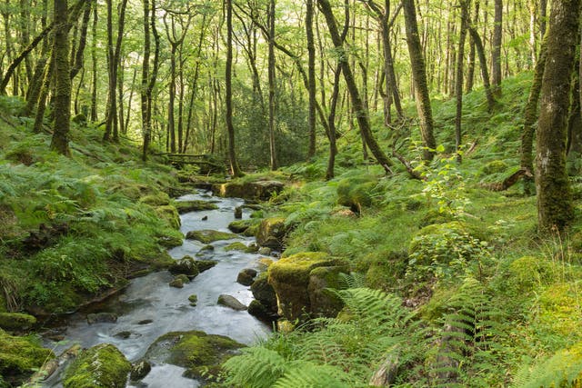  Forest in Dartmoor National Park, Devon. Just seven per cent of the UK’s forests are in good ecological shape, according to a recent report