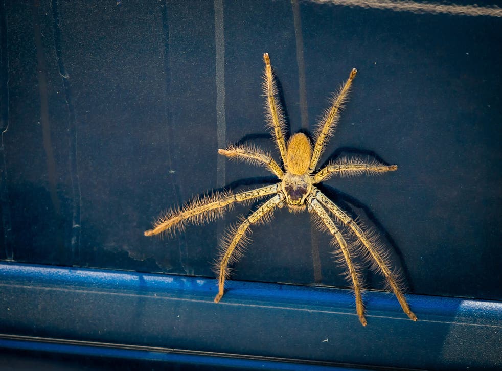 Huge spider emerges above head while driving at 60mph | The Independent