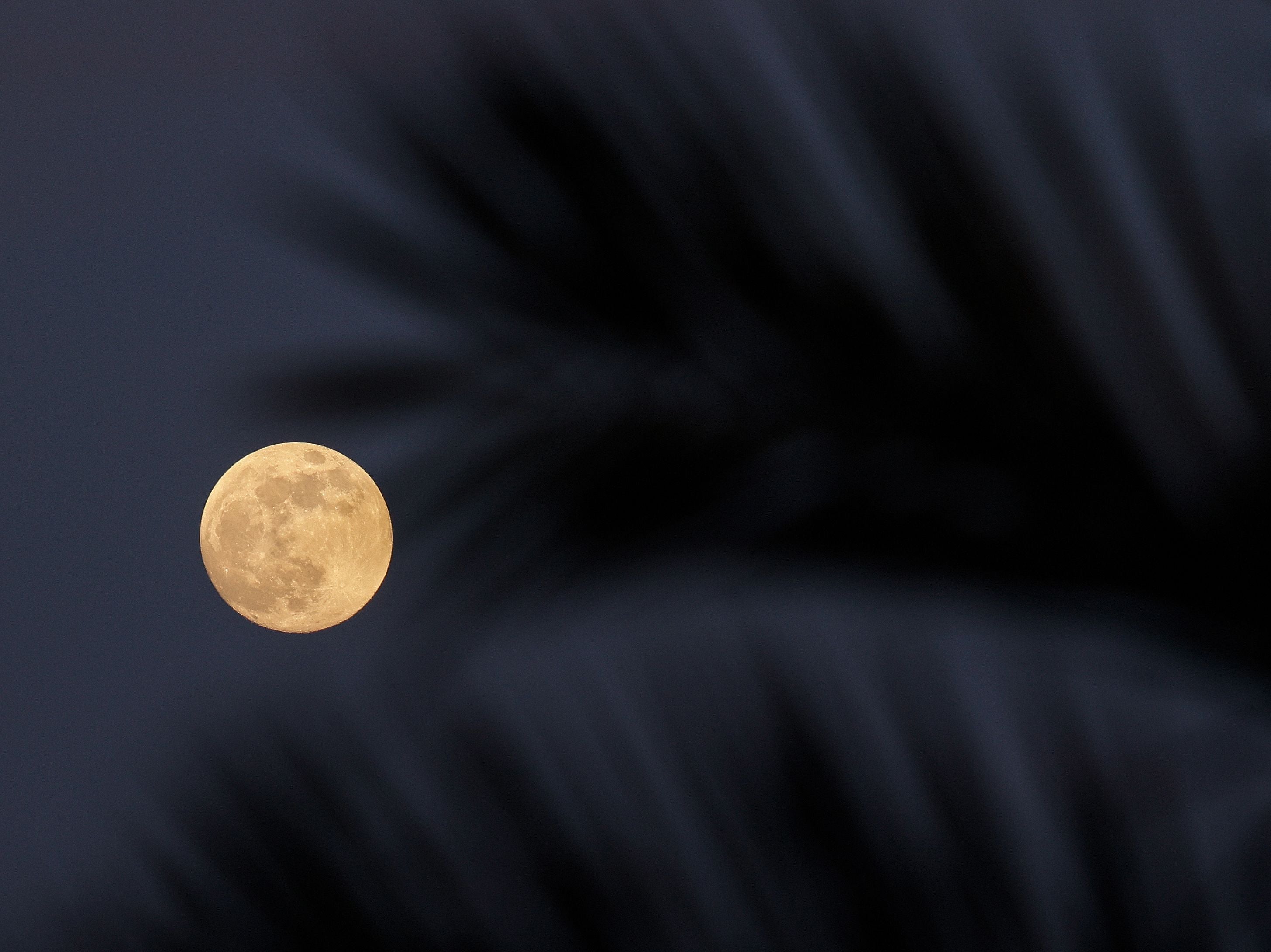 The moon rising behind the palm trees over the Mediterranean Sea, seen from Roca Llisa on the Spanish Island of Ibiza on Tuesday 25 May 2021