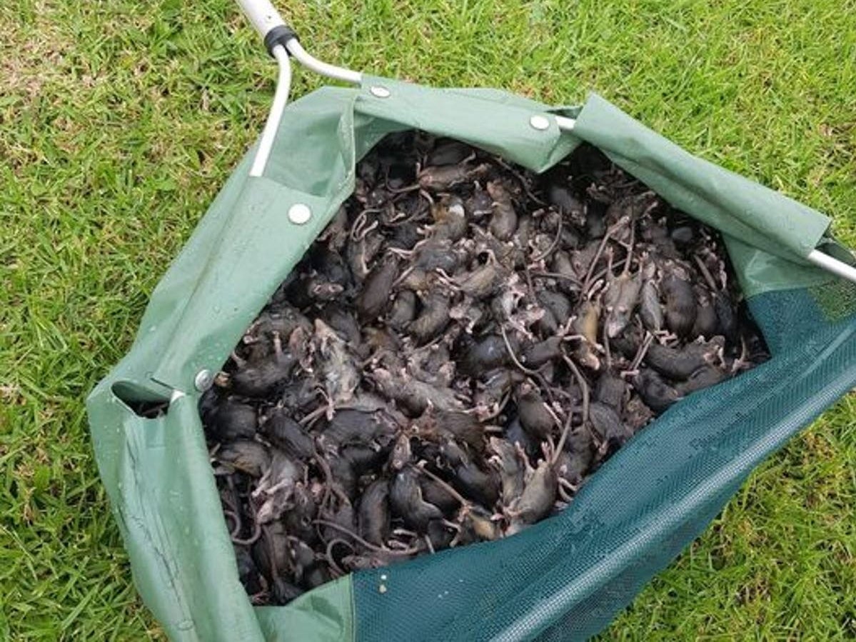 <p>The Australian state of New South Wales is suffering one of its worst rodent outbreaks in decades</p>