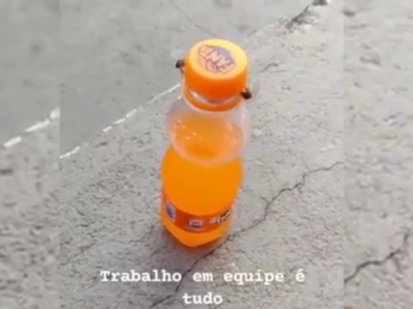 <p>A video showing two bees working together to open a bottle of Fanta</p>