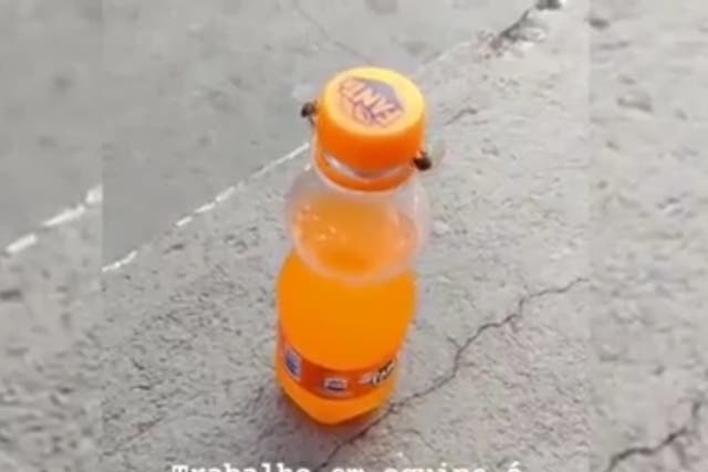 <p>A video showing two bees working together to open a bottle of Fanta</p>