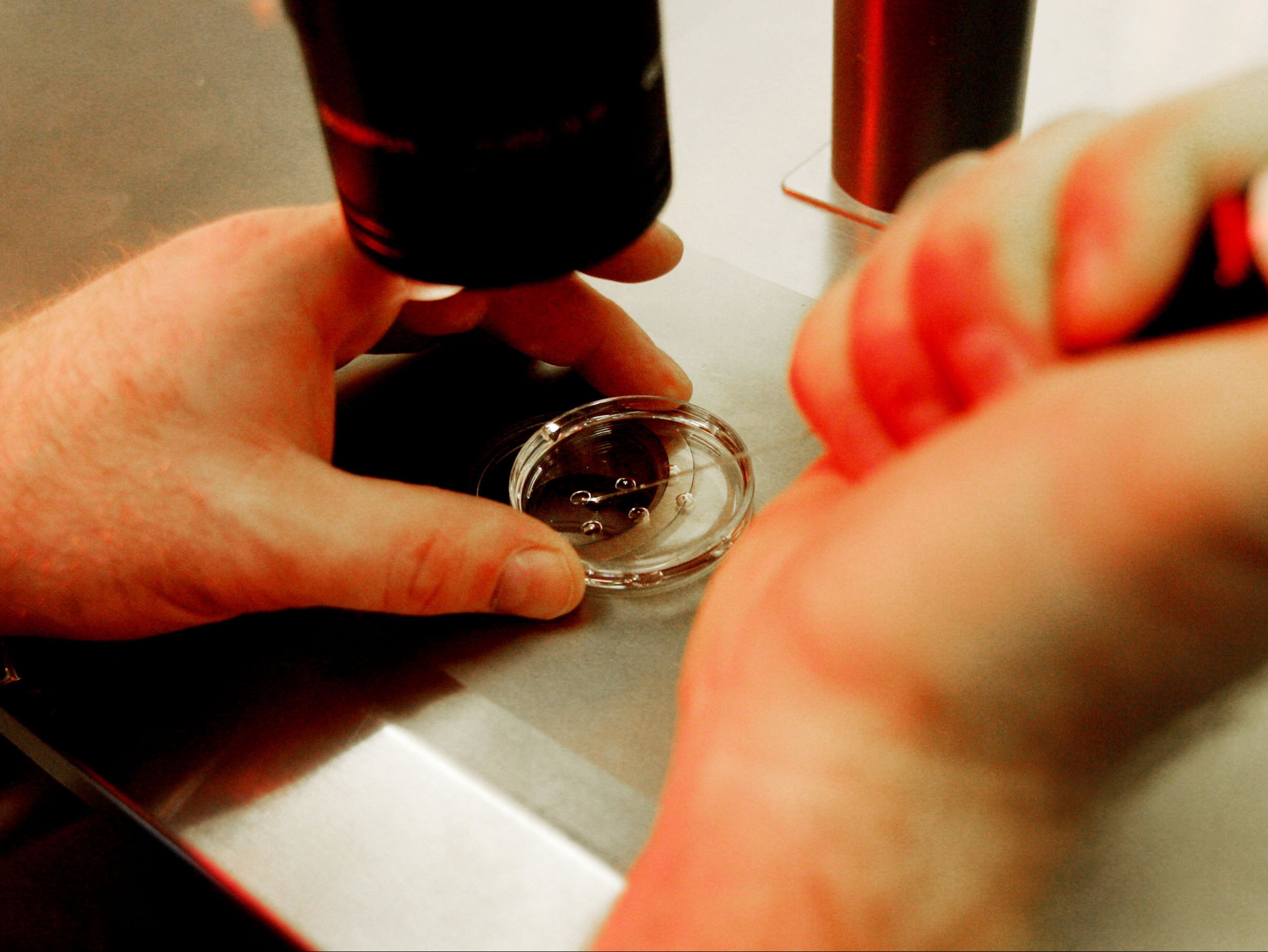 The limit on early human embryo research was set 40 years ago