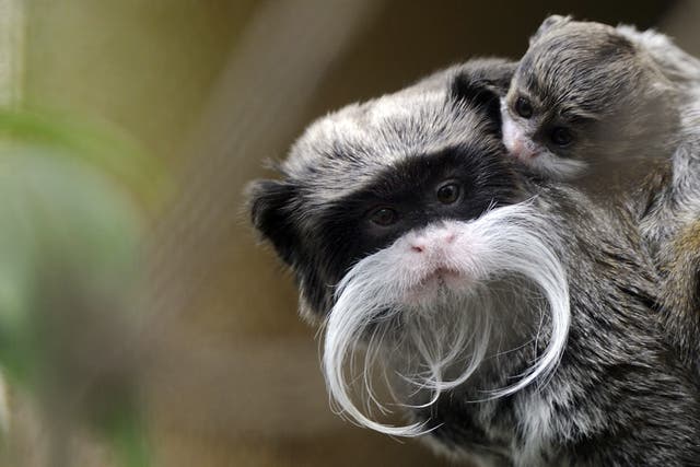 A pair of pied tamarins are pictured at a zoo in Mulhouse, France, in July 2011. 