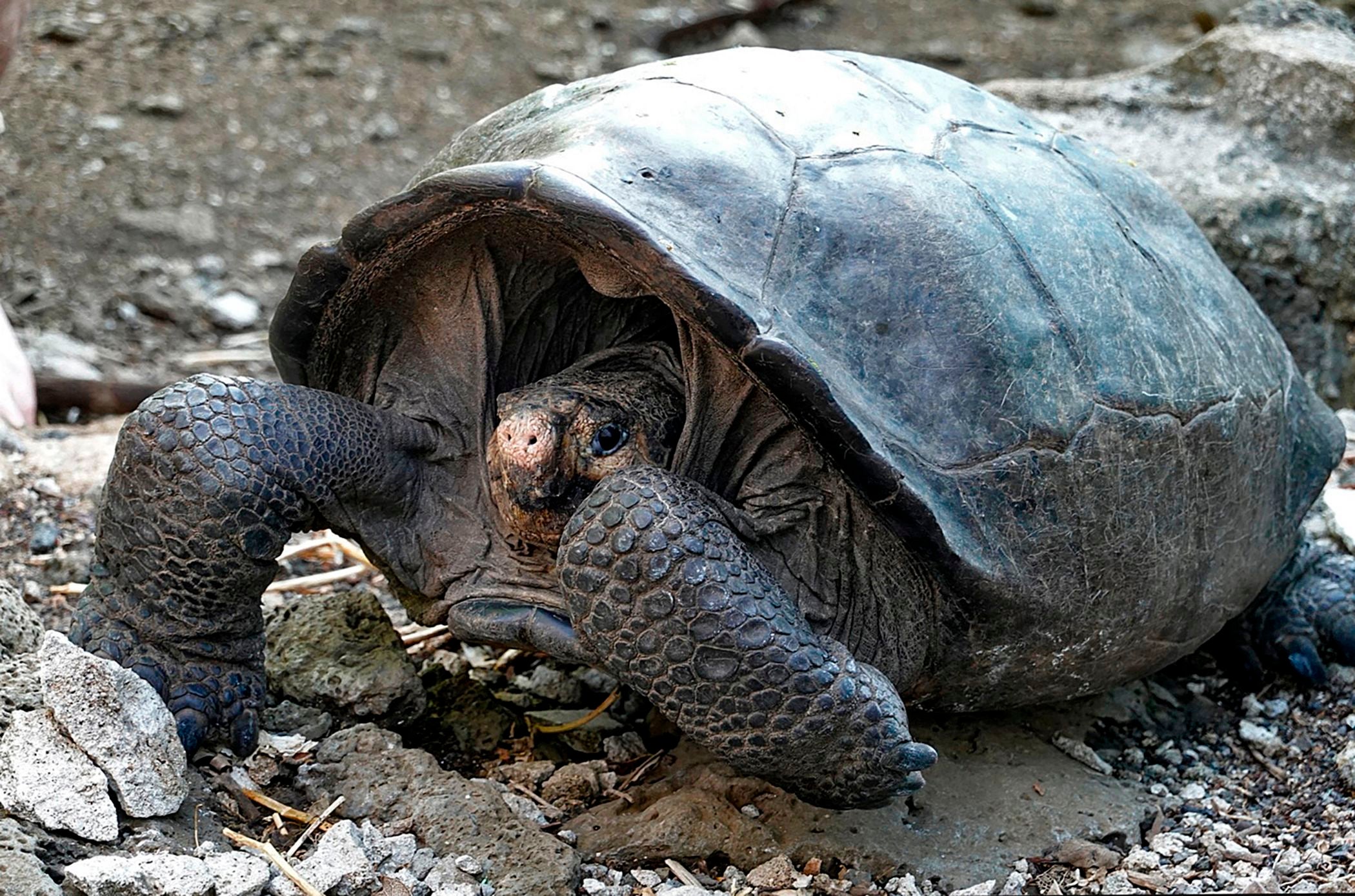 Giant tortoise believed to have died out on Galapagos Islands is back ...