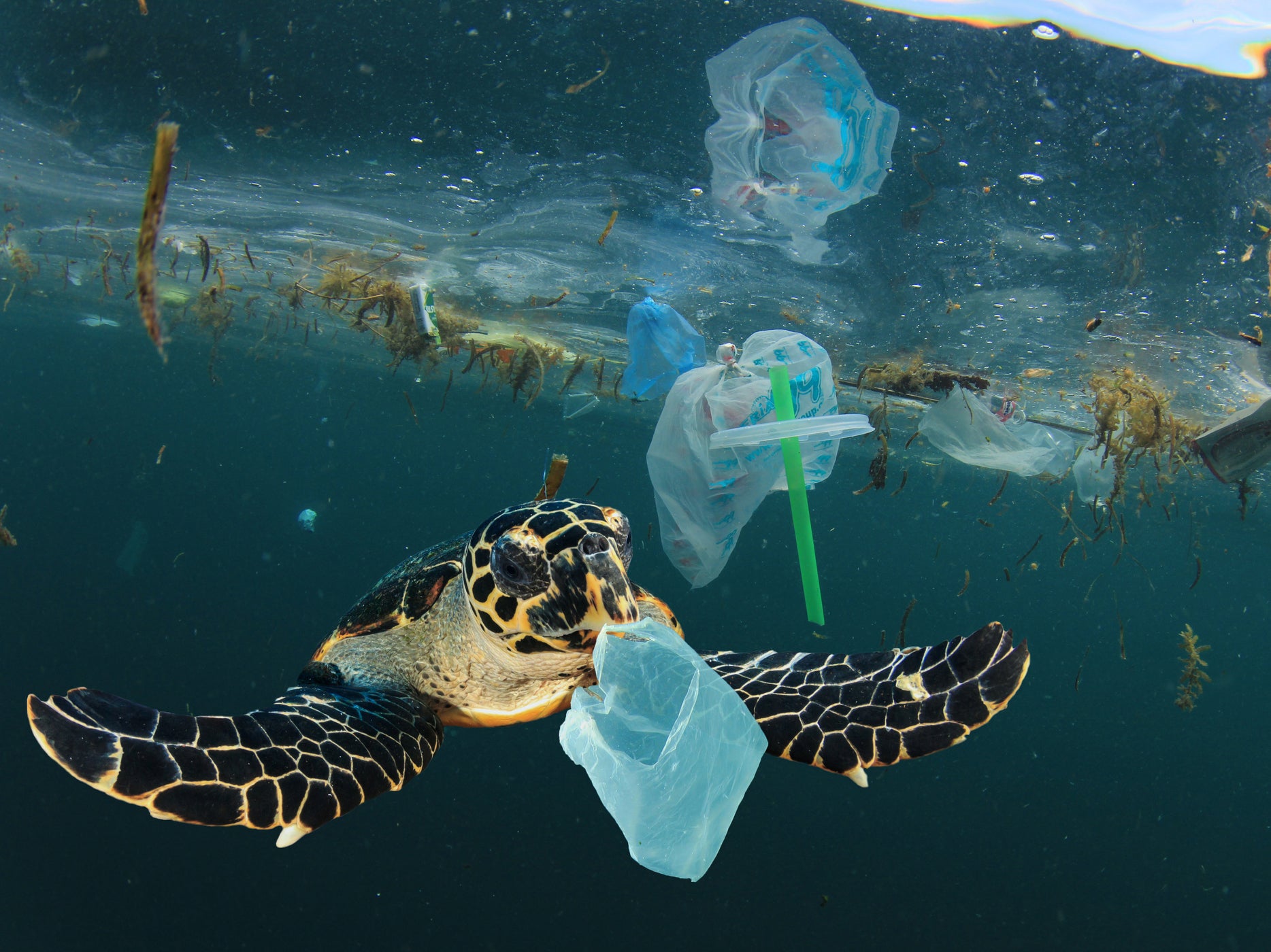 Animals such as turtles will eat plastic waste, mistaking it for food