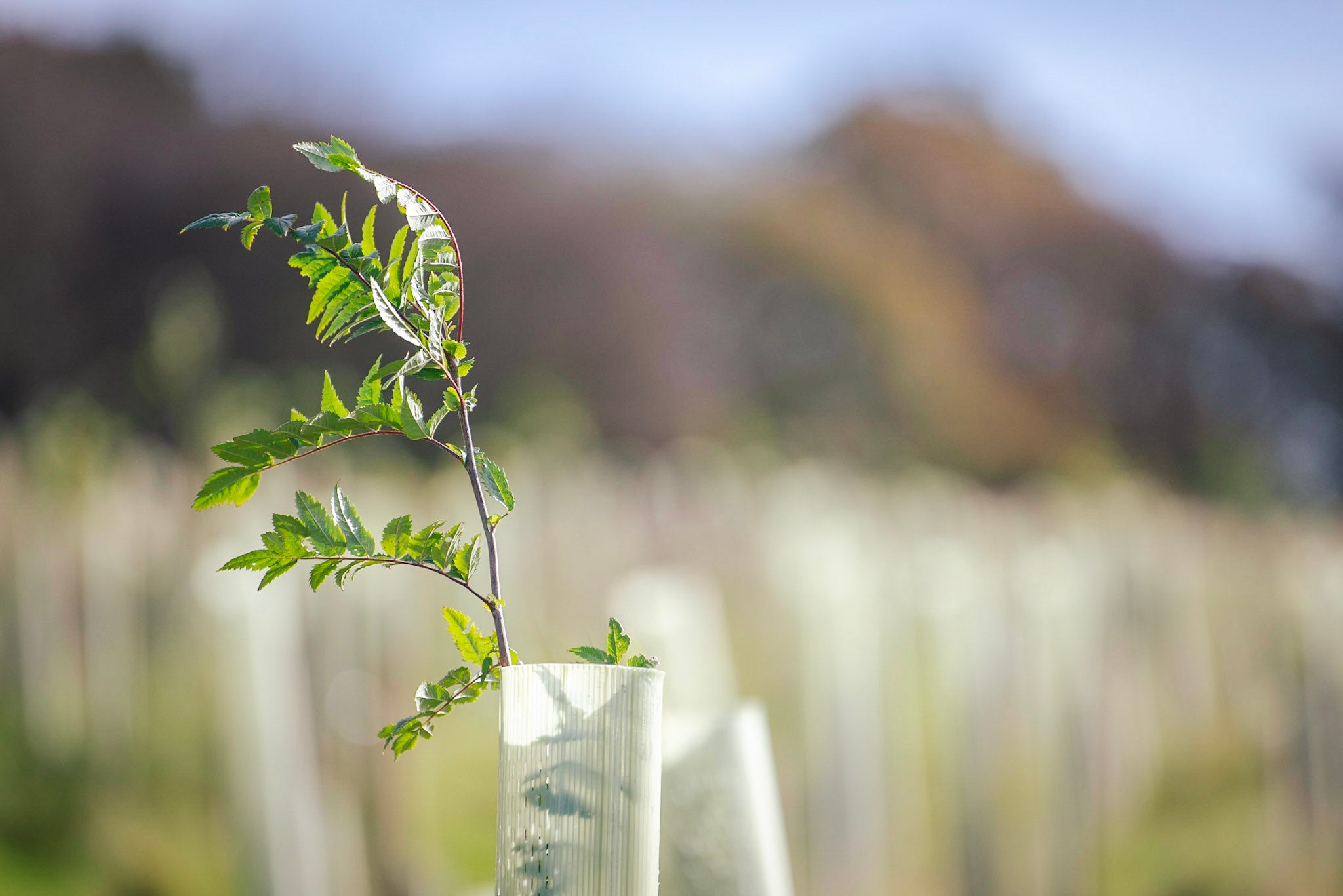 Volunteers are planting a mixture of native broadleaf trees