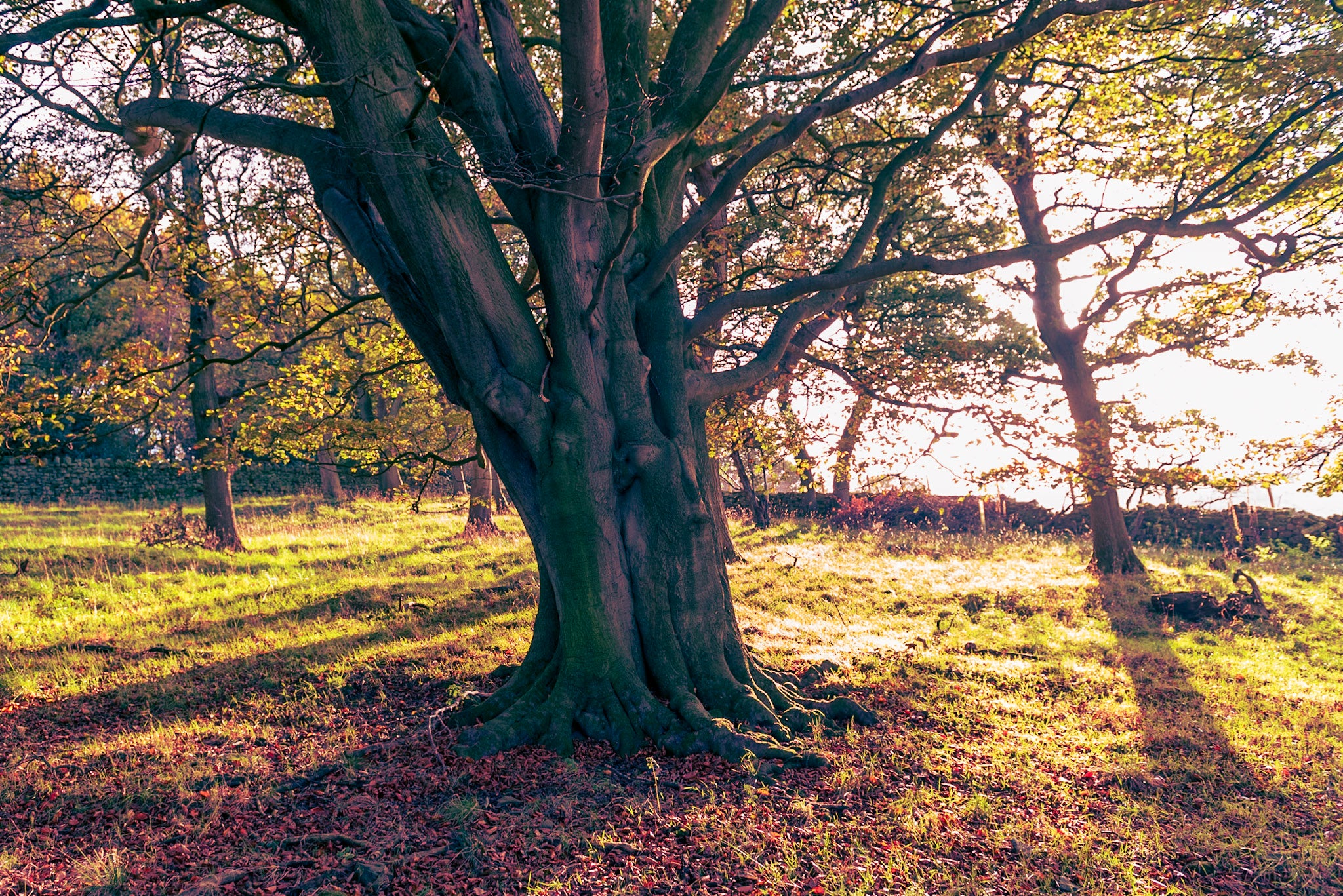 Expanding ancient woodland is part of a rewilding project