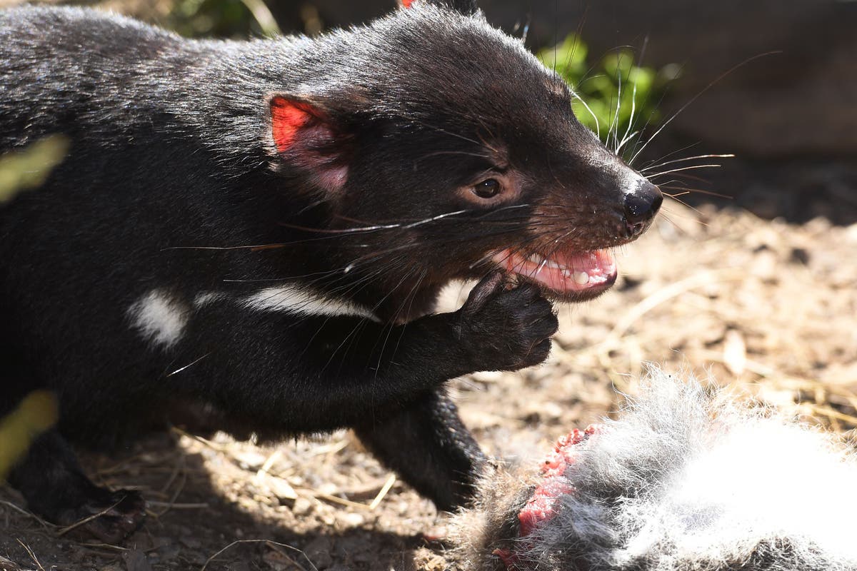 First Tasmanian devils born on Australia's mainland in 3,000 years! - BBC  Newsround