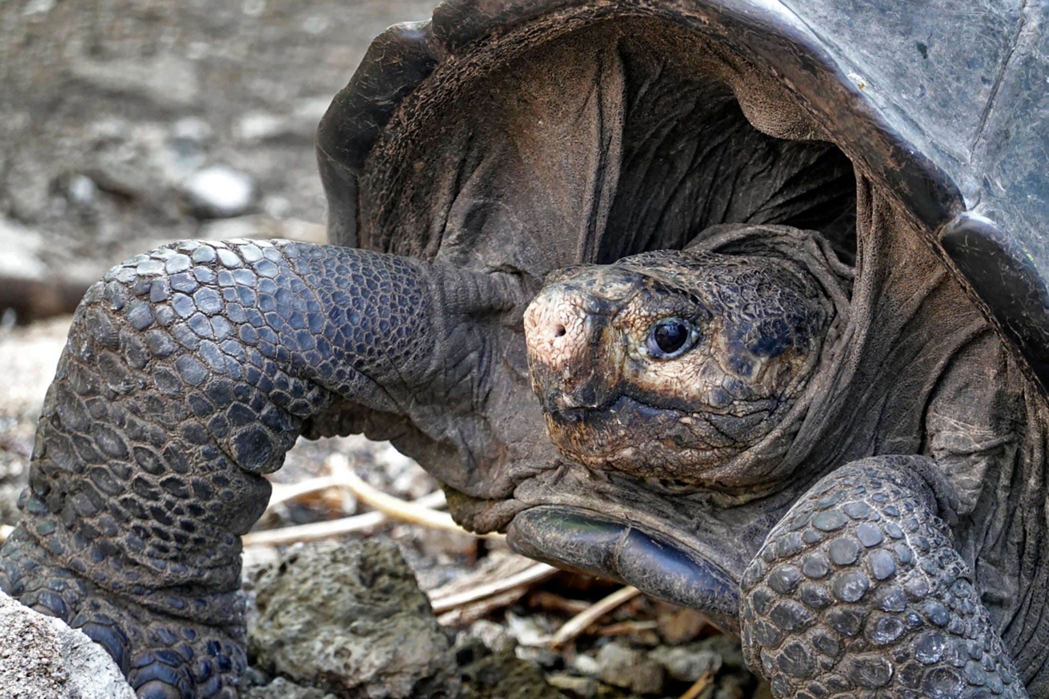 The elderly female Fernandina giant tortoise is believed to be more than 100 years old.