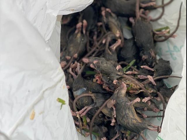 <p>Mice killed on the property of resident Kodi Brady, who lives in New South Wales</p>