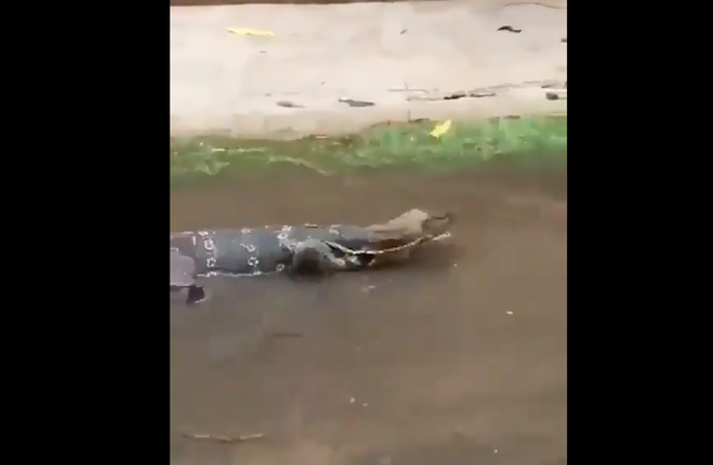 <p>Screengrab from a video of a lizard strolling through a street in India. </p>