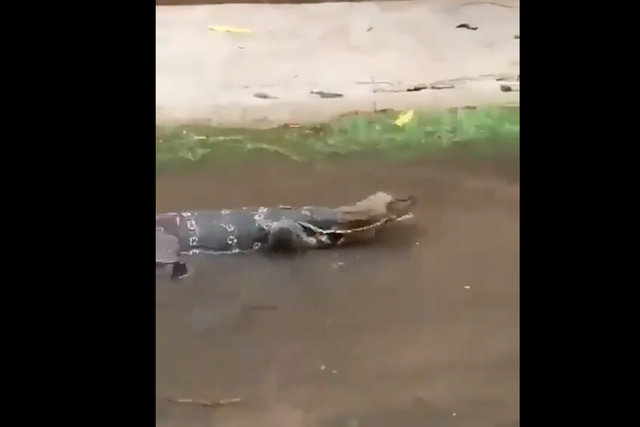 <p>Screengrab from a video of a lizard strolling through a street in India. </p>