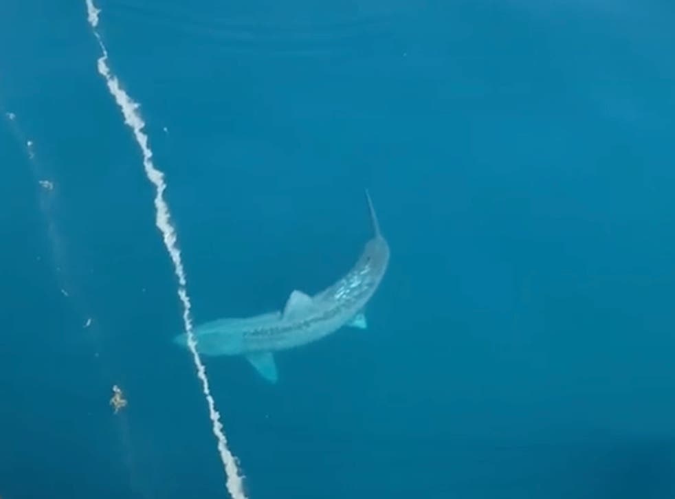 No This Gigantic Shark Is Not A Megalodon Indy100 No This Gigantic Shark Is Not A Megalodon Indy100