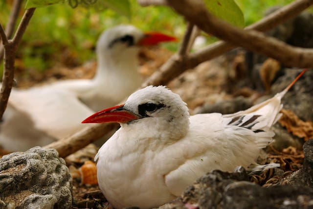 The experts hope to draw native red-tailed tropicbirds back to Mauritius
