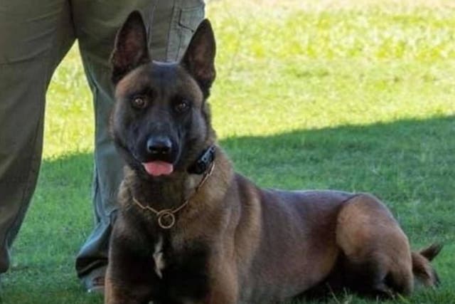 <p>Georgia sergeant demoted after K9 dog found dead in back of patrol car</p>