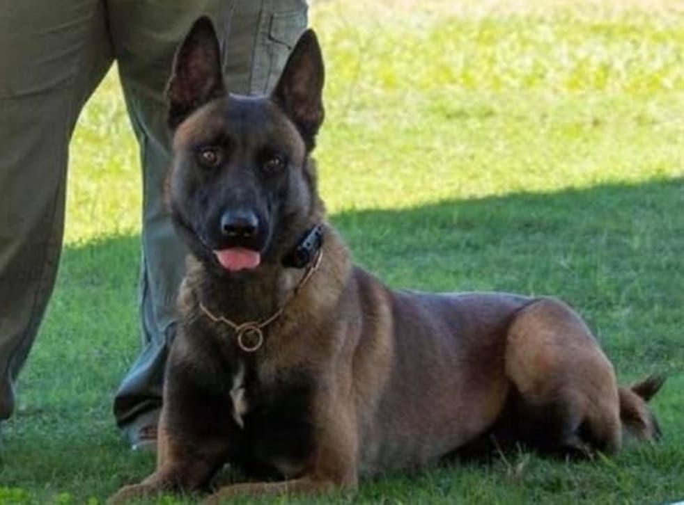 <p>Georgia sergeant demoted after K9 dog found dead in back of patrol car</p>