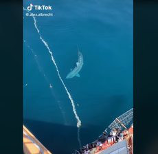 Massive shark circling Atlantic tourist ship becomes TikTok star in viral video