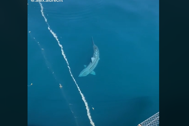 <p>A big shark scares a big crowd in the Atlantic</p>