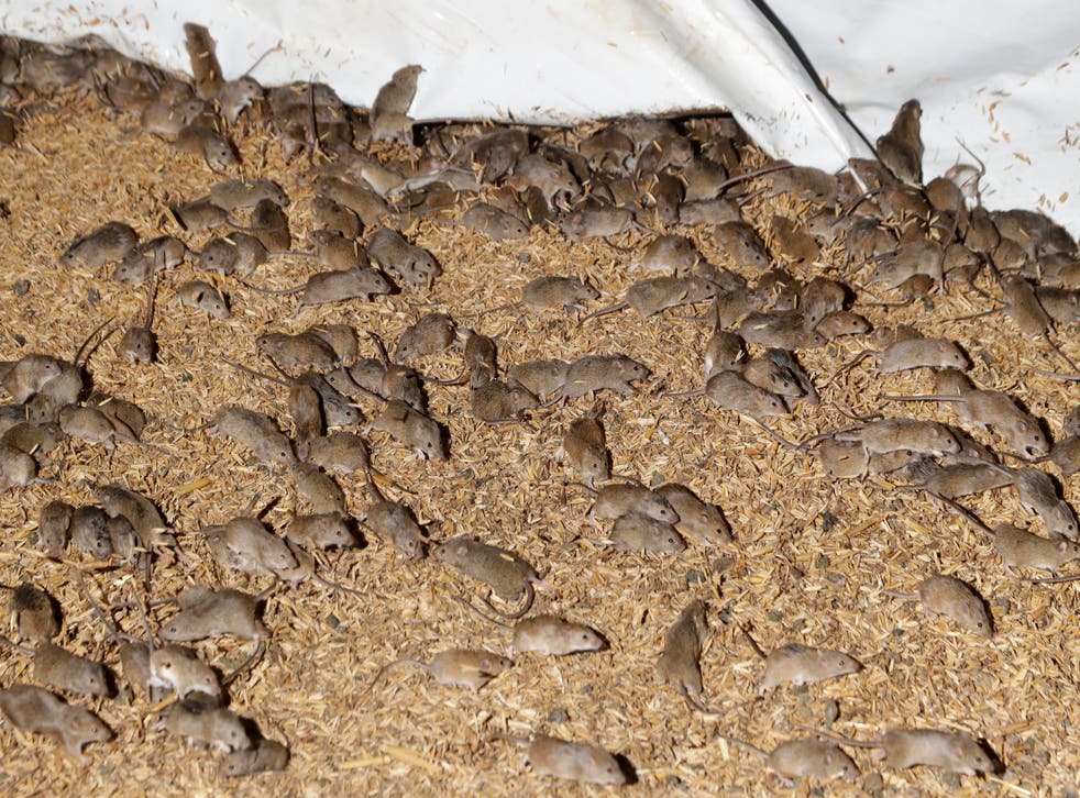 Australia Mice Plague