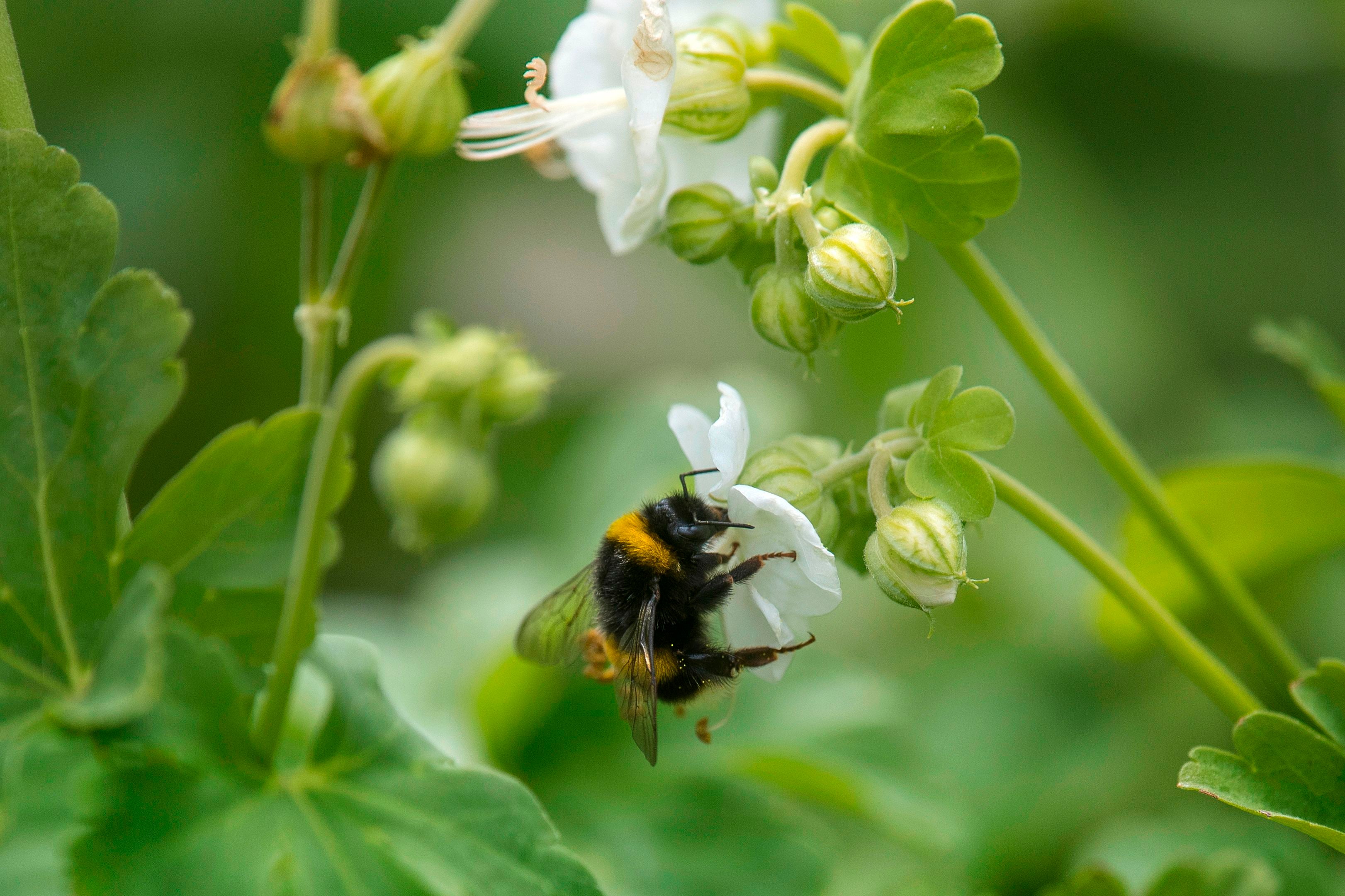 In 2019 there were 50 per cent fewer insect splatters recorded in Kent, compared with 2004