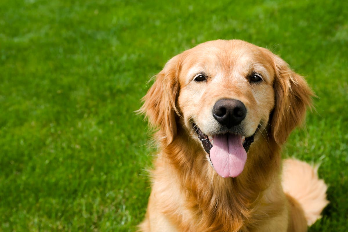Twenty golden retrievers discovered in meat markets rehomed in Florida ...